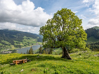 Breccaschlund (2025-05-24)