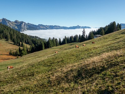 DCCG1X-20250929-1971