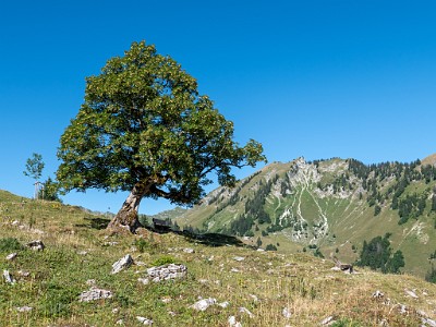 DCLDLUX8-20250710-1000753