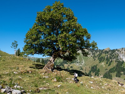 DCLDLUX8-20250710-1000755