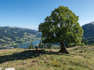 DCLDLUX8-20250710-1000756