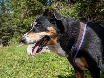 DCLDLUX8-20250710-1000779