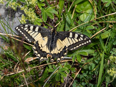 DCLDLUX8-20250710-1000799