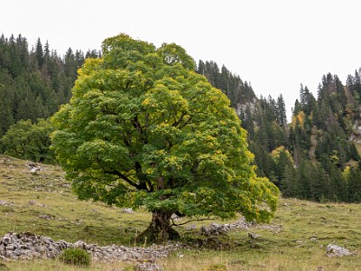 DCCG1X-20251003-2091