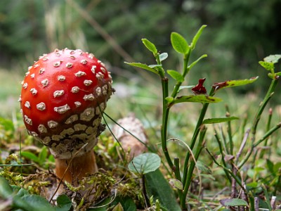 DCCG1X-20251003-2096