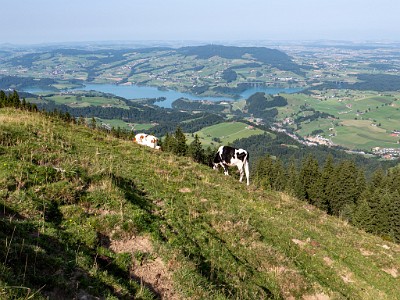 Cousimbert (2025-08-15)