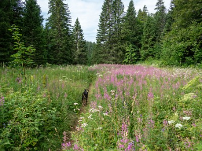 DCCG1X-20250716-1362