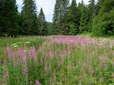 DCCG1X-20250716-1363