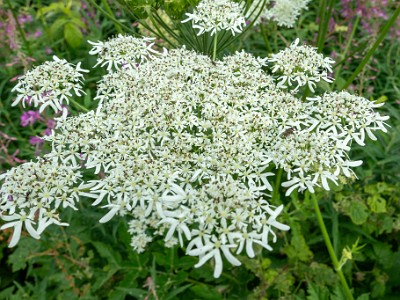 DCCG1X-20250716-1364