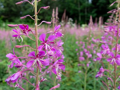 DCCG1X-20250716-1365