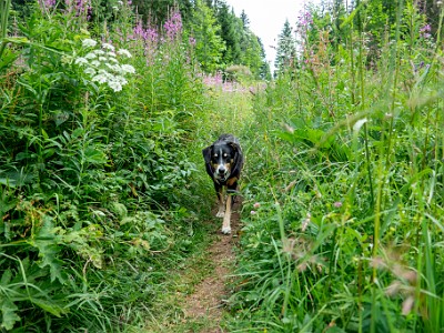 DCCG1X-20250716-1369