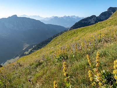 DCLDLUX8-20250818-1000927