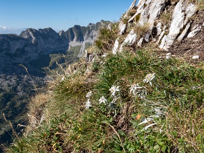 DCLDLUX8-20250818-1000942