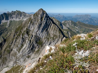 DCLDLUX8-20250818-1000951