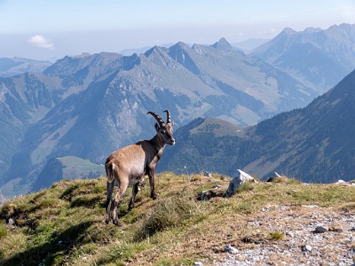 DCLDLUX8-20250818-1000970