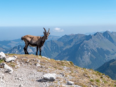 DCLDLUX8-20250818-1000984