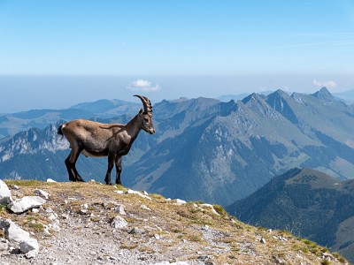 DCLDLUX8-20250818-1000985