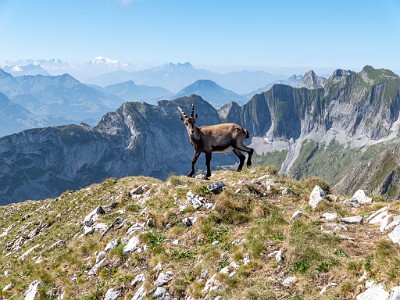 DCLDLUX8-20250818-1000988