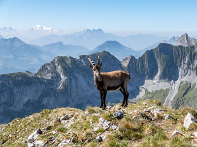 Dent de Brenleire (2025-08-18)