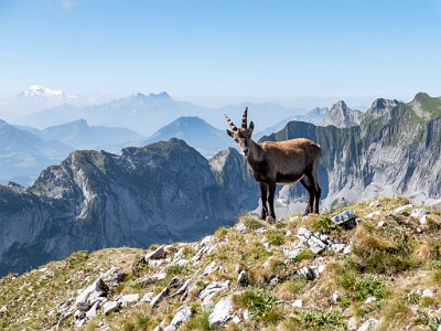 DCLDLUX8-20250818-1000990