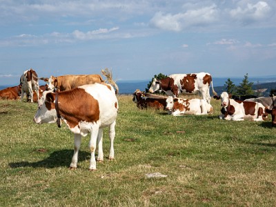 DCCG1X-20250713-1294