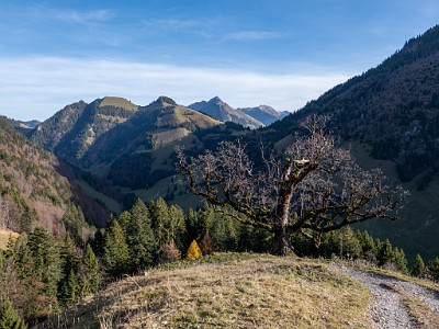 DCLDLUX8-20251113-1002008