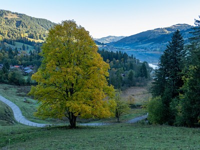 DCLDLUX8-20251007-1001603