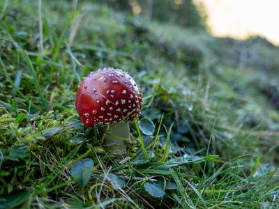 DCLDLUX8-20251007-1001609