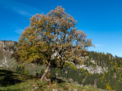 DCLDLUX8-20251007-1001618