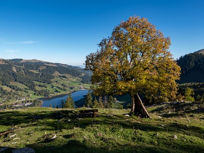 DCLDLUX8-20251007-1001622