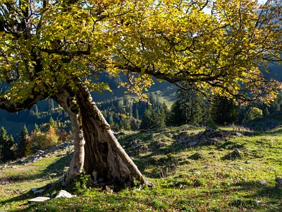 DCLDLUX8-20251007-1001624