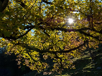 DCLDLUX8-20251007-1001627