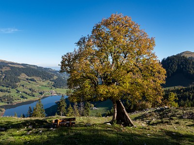 DCLDLUX8-20251007-1001630