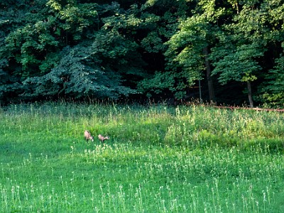 DCCG1X-20250811-1730