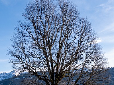 DCLDLUX8-20251221-1002203