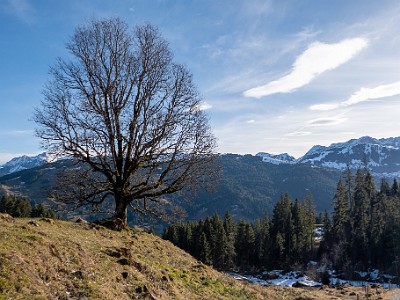 DCLDLUX8-20251221-1002205