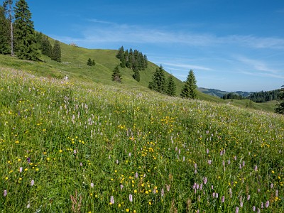 DCLDLUX8-20250622-1000713