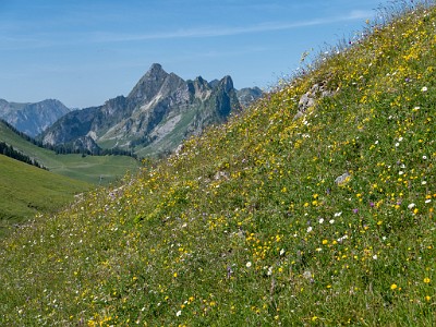 DCLDLUX8-20250622-1000727