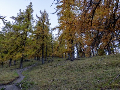 DCLDLUX8-20251015-1001827