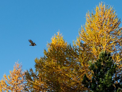 DCLDLUX8-20251015-1001842