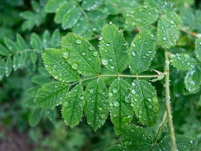 DCCG1X-20250717-1393