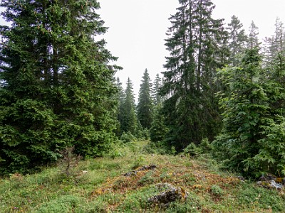 DCCG1X-20250717-1395