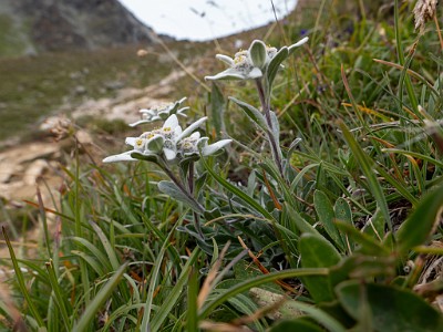 DCLDLUX8-20250806-1000842