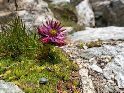 DCLDLUX8-20250806-1000877