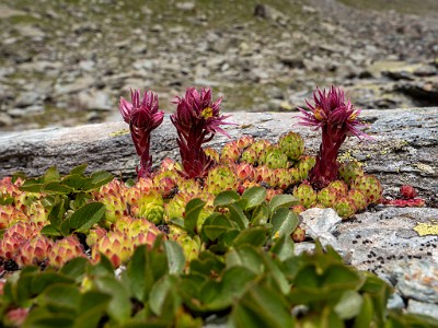 DCLDLUX8-20250806-1000885