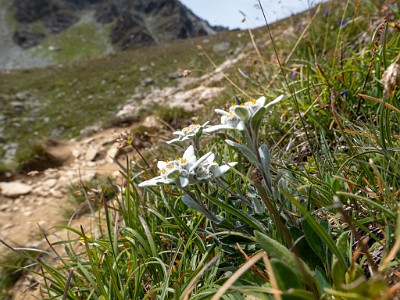 DCLDLUX8-20250806-1000886