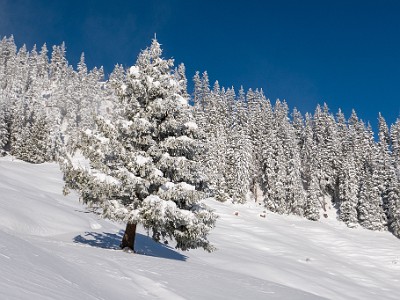 DCLDLUX8-20251122-1002084