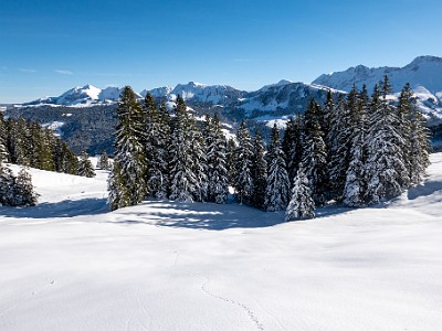 DCLDLUX8-20251128-1002147