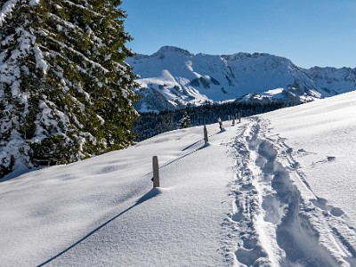 DCLDLUX8-20251128-1002158