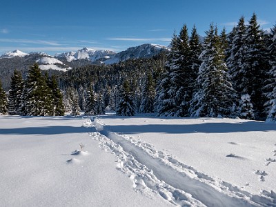 DCLDLUX8-20251128-1002166